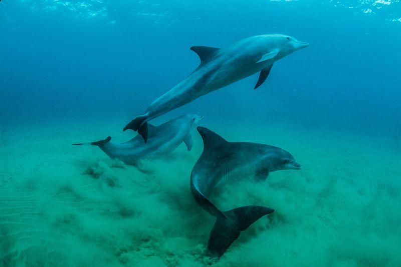 Understanding How Dolphins Share Information