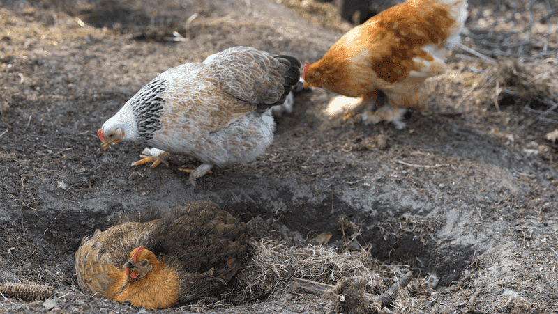 Chickens
