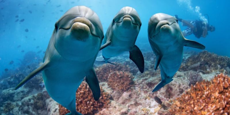 Dolphins: Ocean's Compassionate Protectors