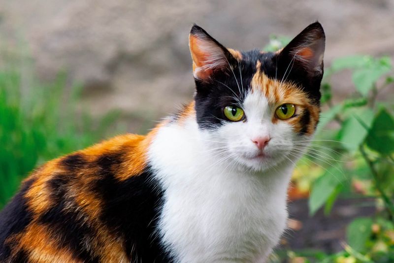 American Shorthair Calico