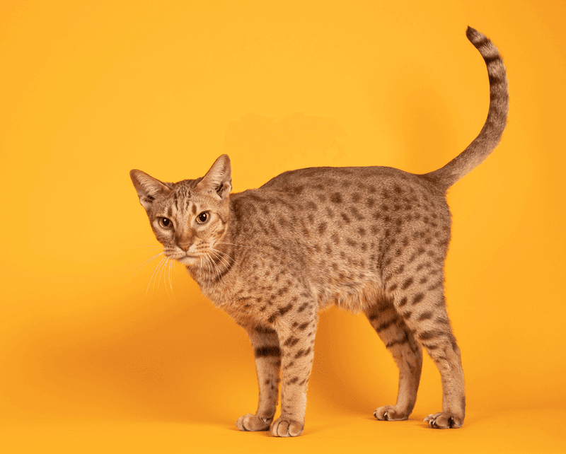 Ocicat