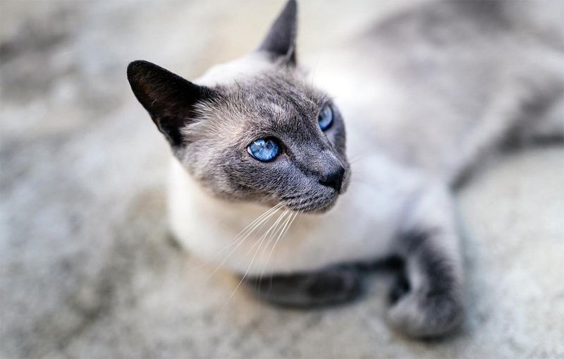 Siamese: Ancient Breed With Modern Health