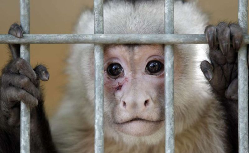 Monkeys Kept As Former Pets