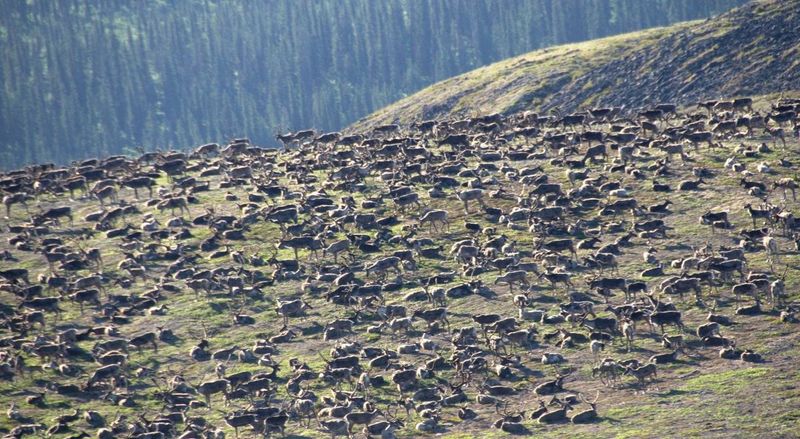 Migration Patterns