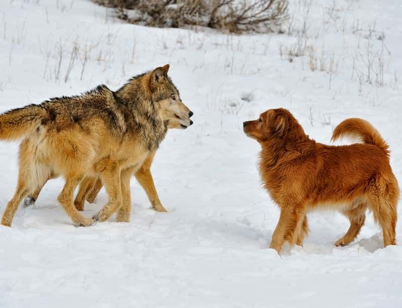 Keep Your Dog Close, Don't Let Them Approach