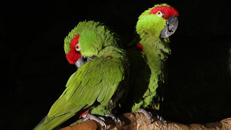 Educate Others About Parrot Plight