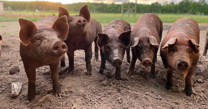 Pigs: Surprisingly Sophisticated Companions