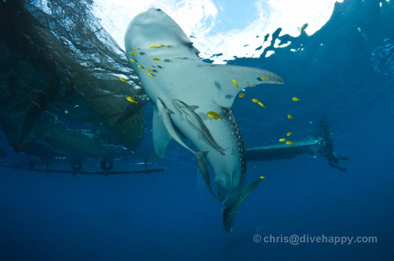 Cenderawasih Bay, Indonesia