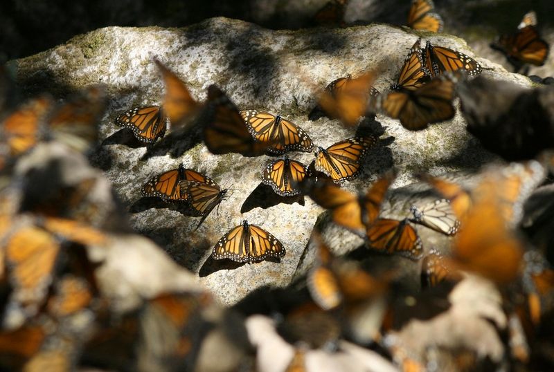 Peak Migration Timing Creates Spectacular Displays