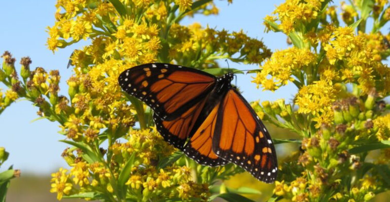 Don’t Miss Georgia’s Breathtaking Monarch Butterfly Migration This Fall (Here’s What To Know)