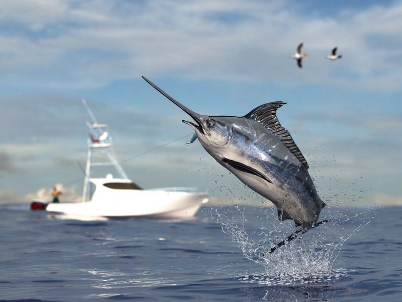 Pelvic Fins? Only One Has Them