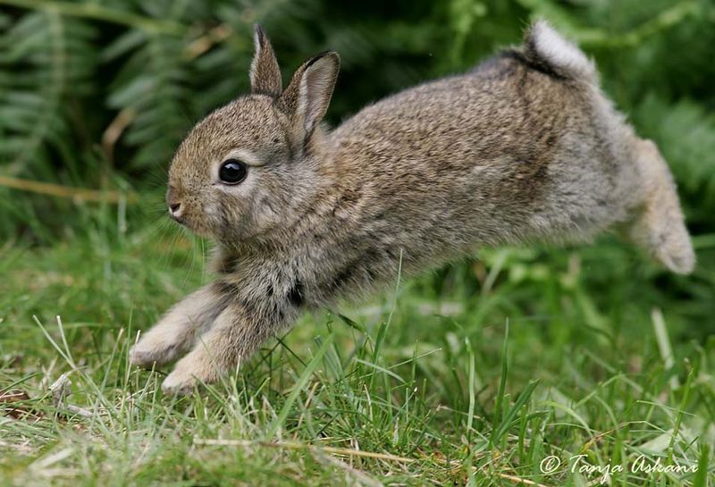 Thumper's Bouncy Blueprint