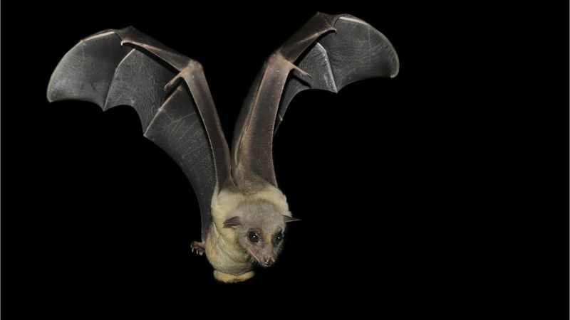 Seeing Sound: How Bats Navigate Through Echolocation