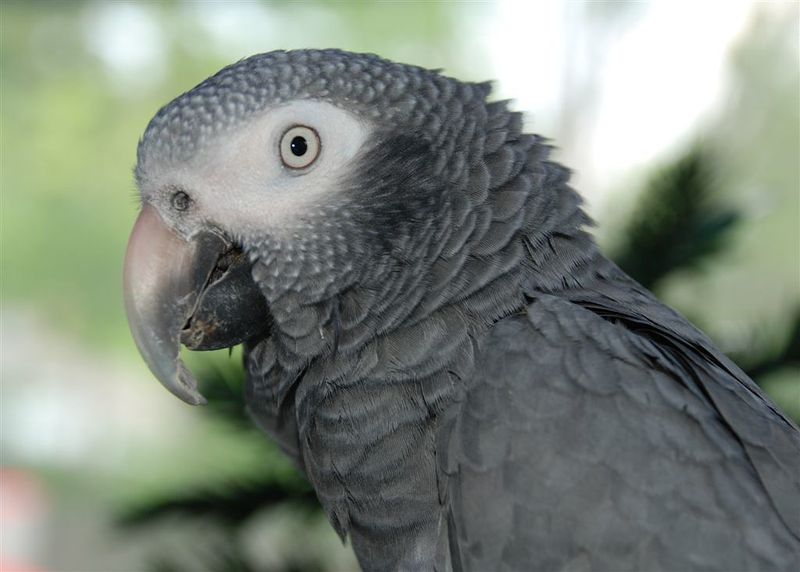 Timneh African Grey – The Thoughtful Conversationalist
