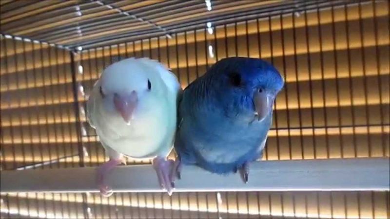 Lineolated Parakeets Thrive Together