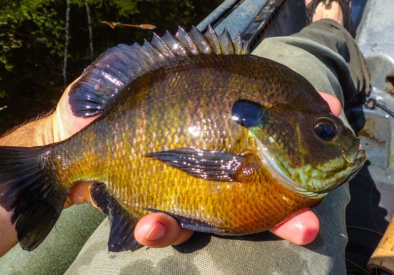 Master The Bobber Pause