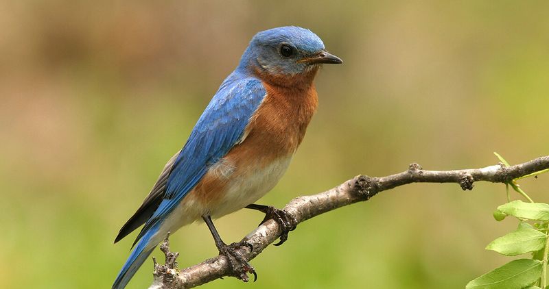 Eastern Bluebird