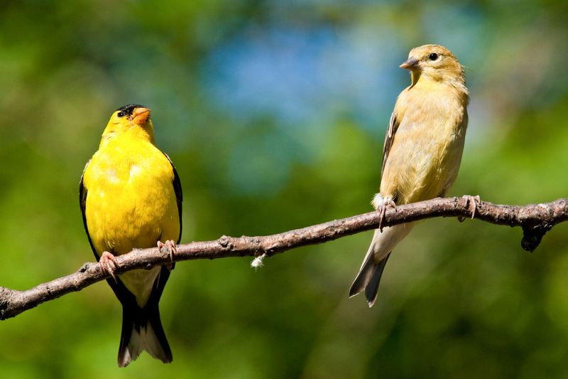 American Goldfinch