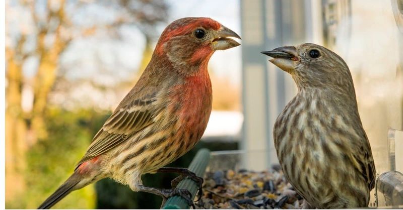 House Finch vs. Purple Finch - The Raspberry Riddle