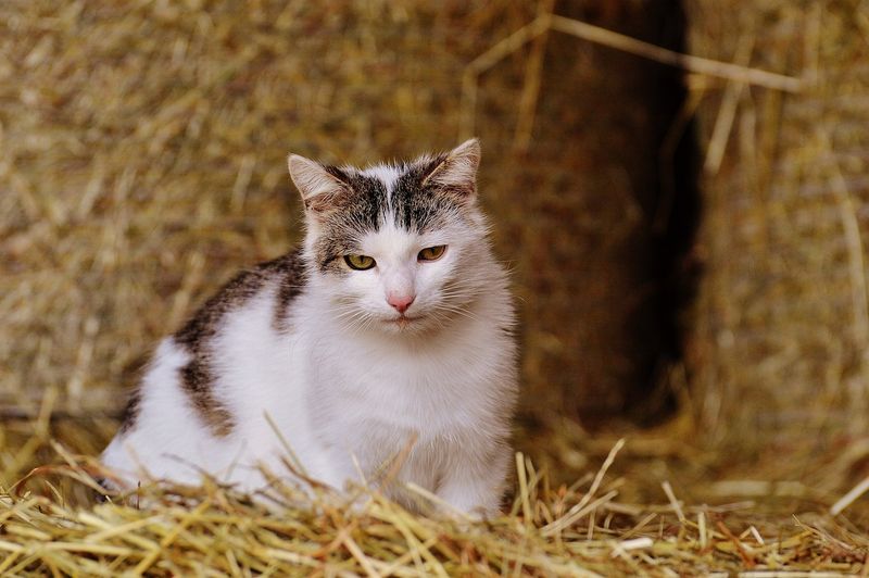 Barn Cats: Silent Guardians Of The Grain