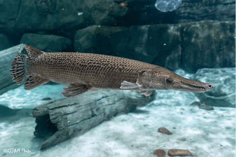 Alligator Gar: Prehistoric River Monster