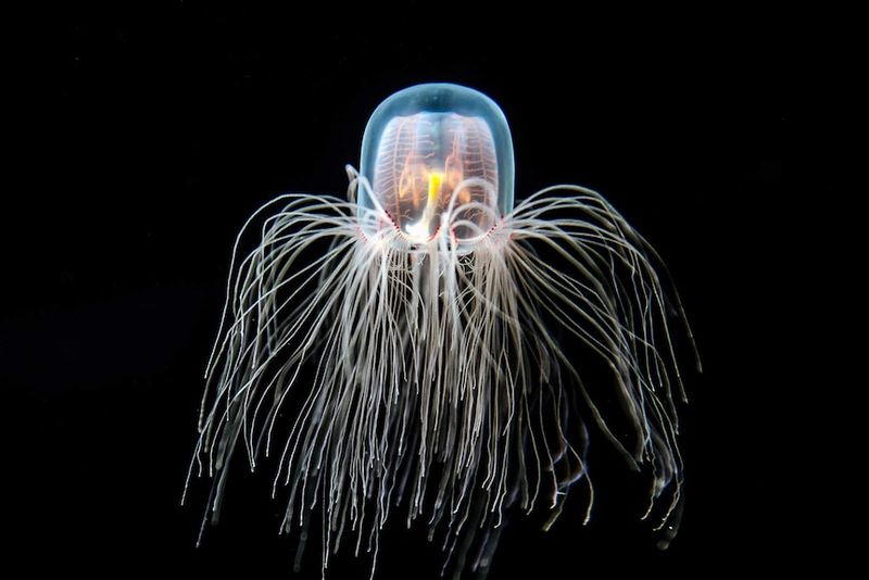 Immortal Jellyfish: Turritopsis Dohrnii