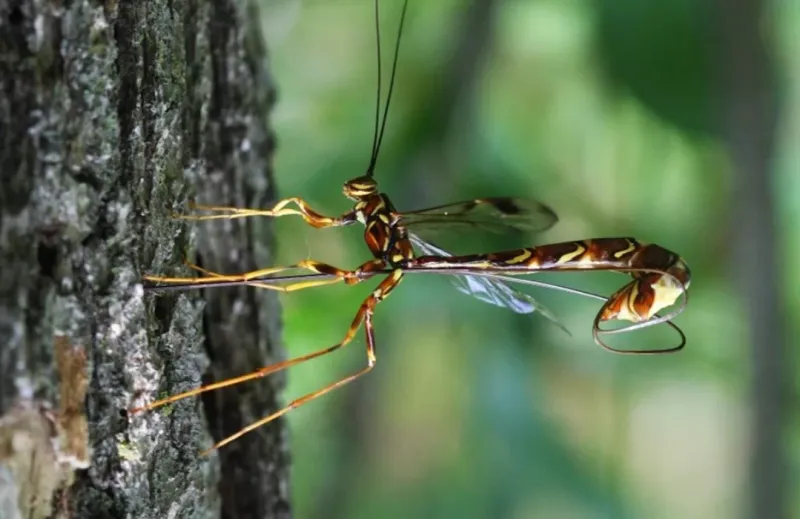 Parasitoid Wasps: The Microscopic Biological Controllers