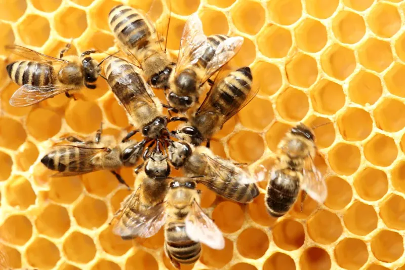 Honeybee: Master Of Communication