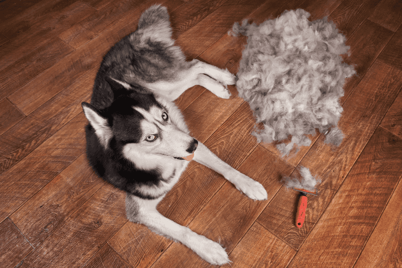 Fur Tornado Season