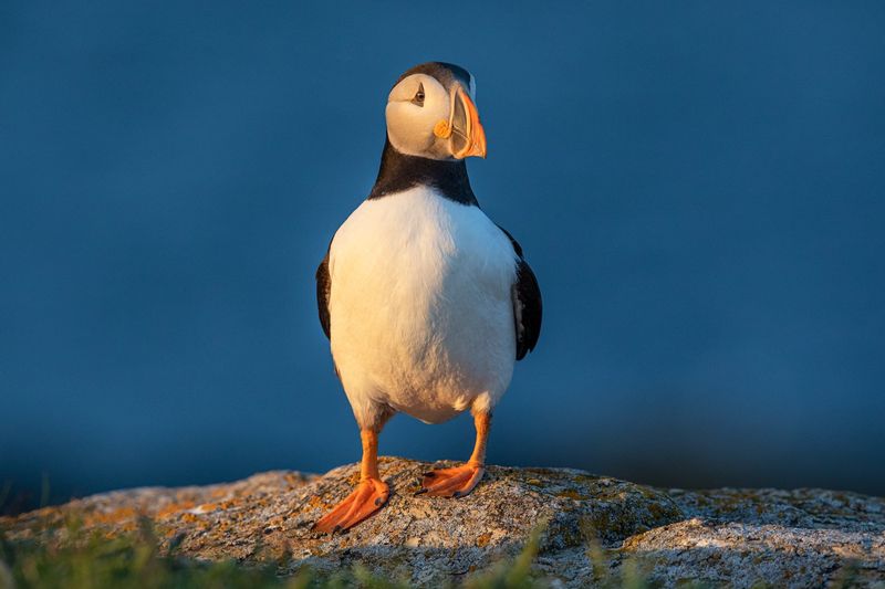 Ocean's Color-Shifters: Atlantic Puffins