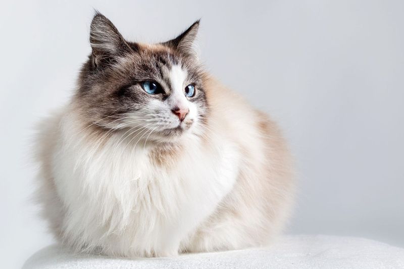 Have Kids? Ragdolls And Domestic Shorthairs Make Great Family Pets