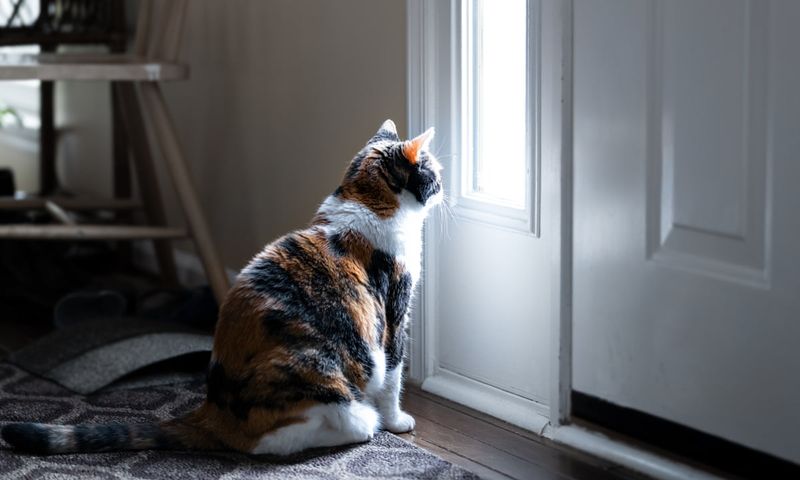 Other Pets' Reactions