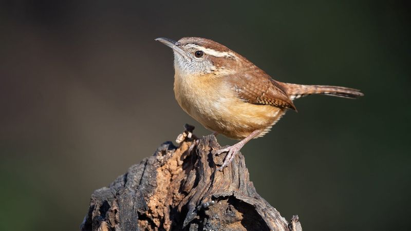 Copper-Topped Visitor
