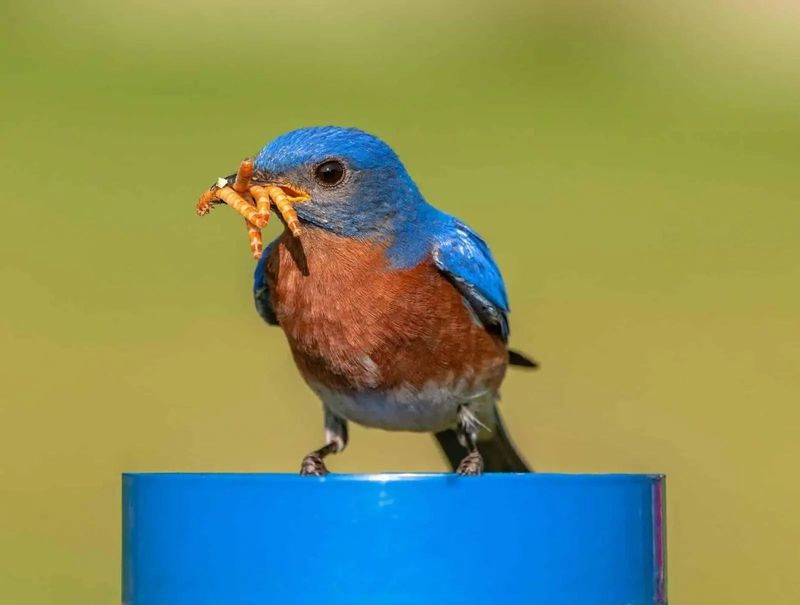 Mealworms – Protein Rich Delicacy