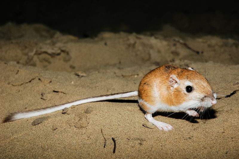 Kangaroo Rat