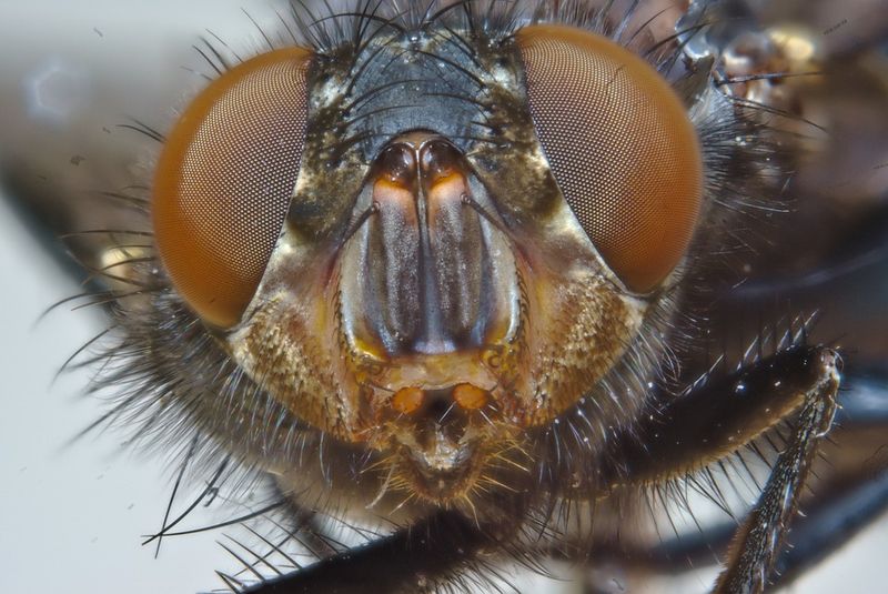 Housefly – A Few Weeks, Tops