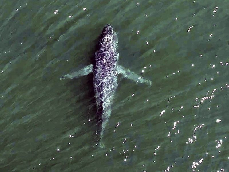 Humpback Whale: How Much Can It Swim Without A Tail?