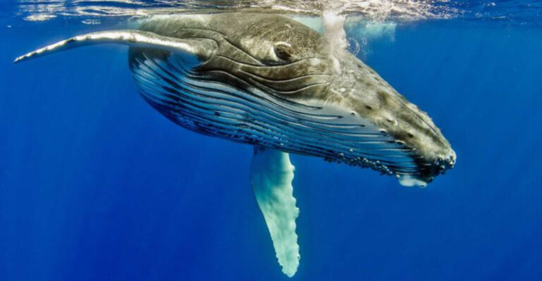 Drone Captures Tailless Whale Off Washington Coast (Here’s How 11 Other Animals Survive Without Tails Too)