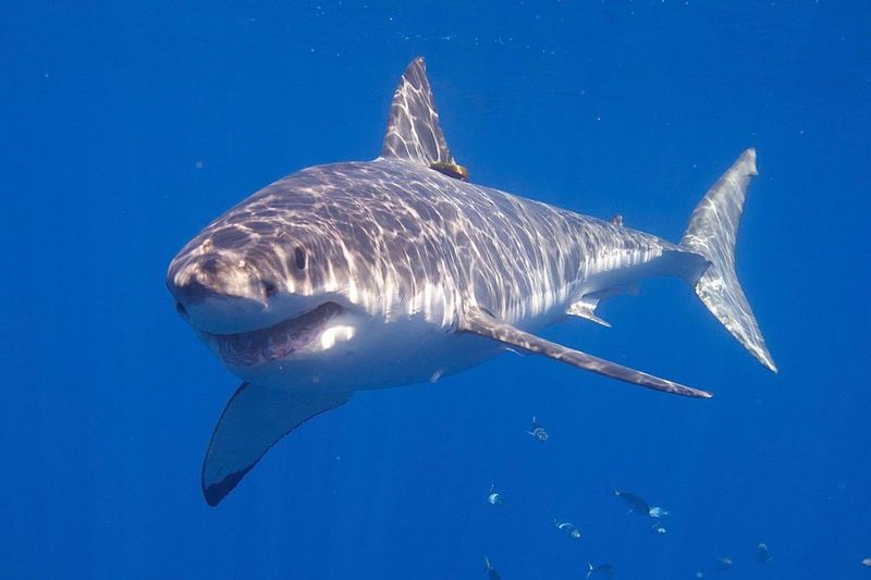 Shark Experts Monitor New Hotspots