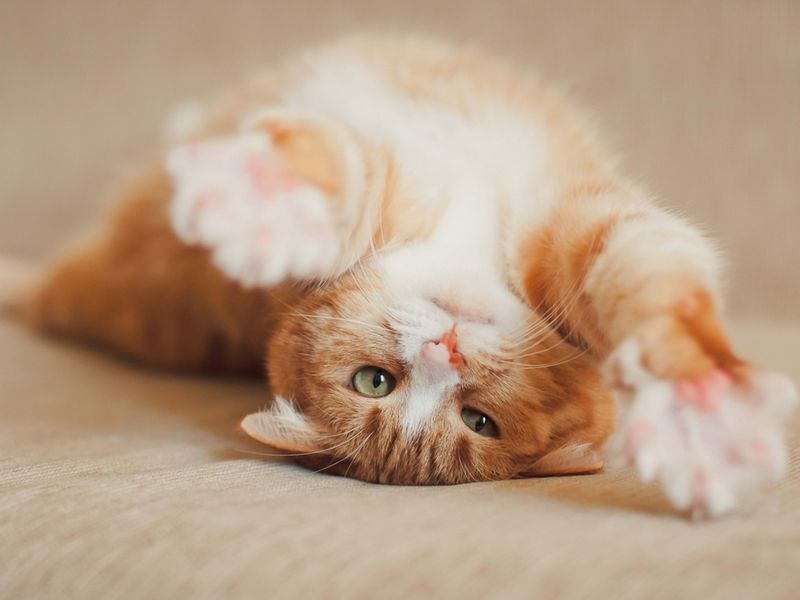 The Paw Stretching Bonus