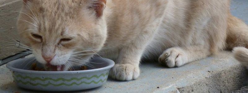 One-Sided Chewing