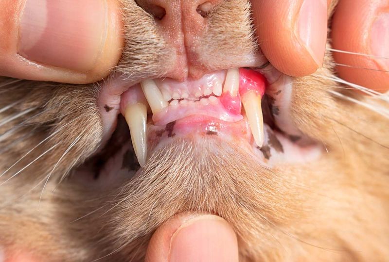Red, Swollen, Or Bleeding Gums