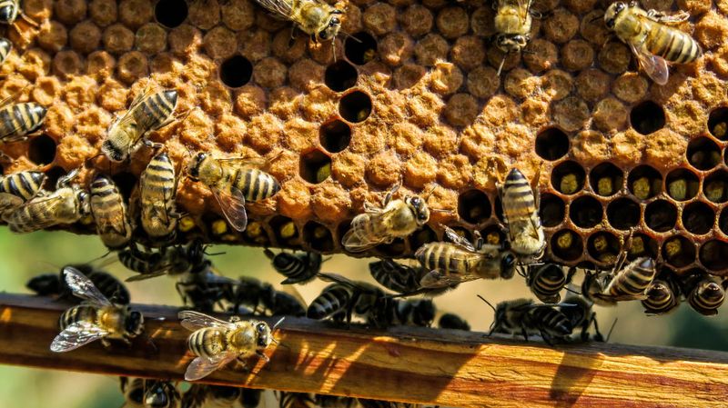 Honeybees