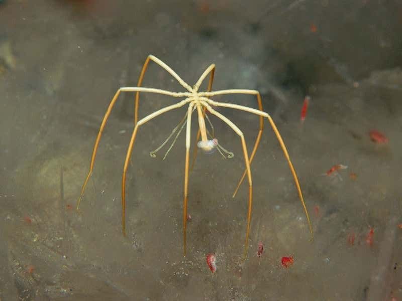 Deep-Sea Spider