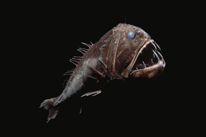 Fangtooth Fish: Small Body, Monstrous Teeth