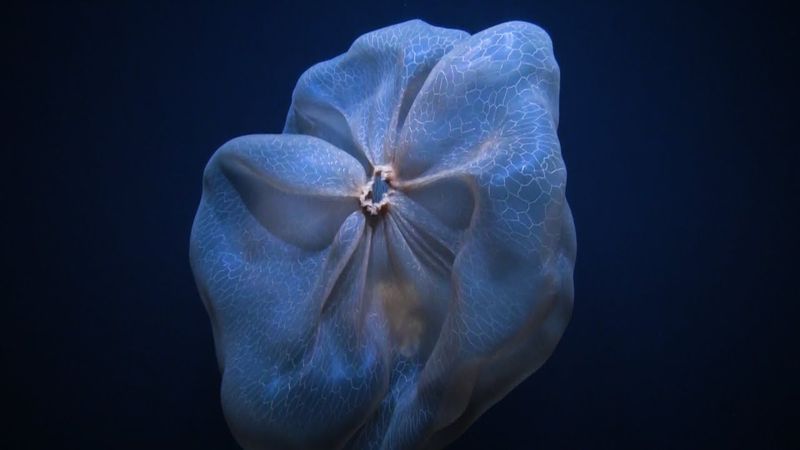 Deepstaria Enigmatica's Living Net