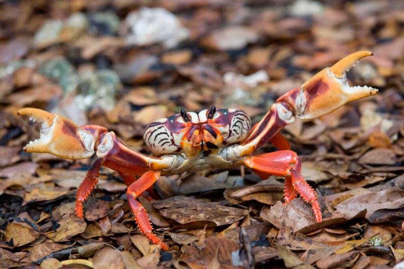 Sebastian's Crustacean Credentials