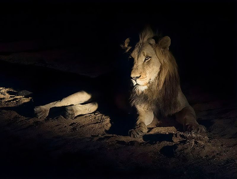 Lion's Lunar Hunting Advantage