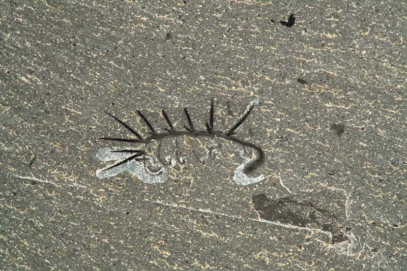 Hallucigenia