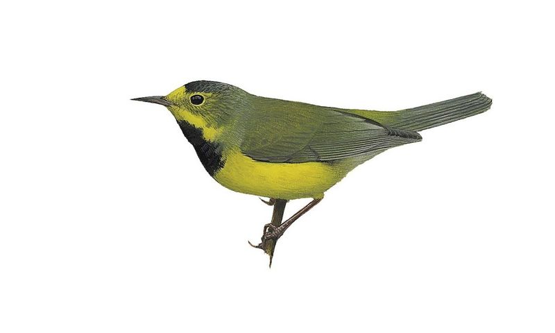 Bachman's Warbler: The Silent Southern Songster